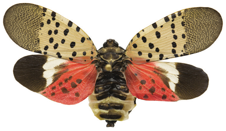 image of Spotted Lanternfly (Nick Sloff)