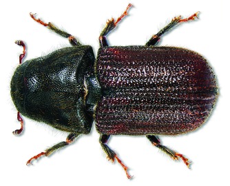 Mountain Pine Beetle