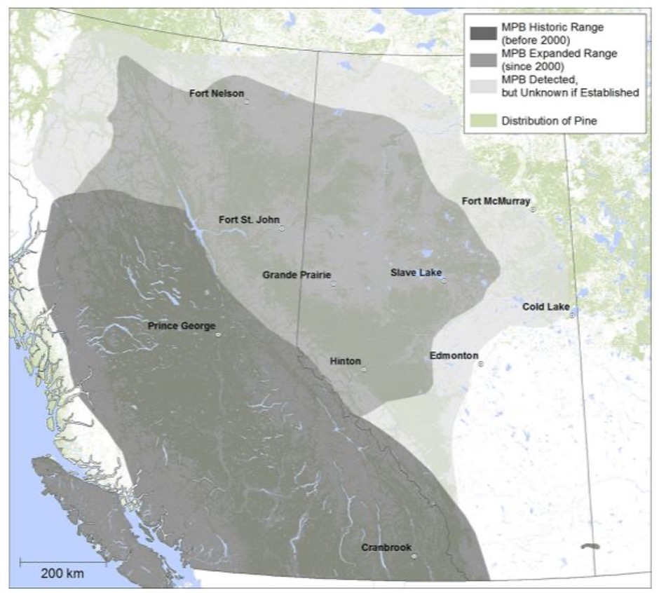 Mountain Pine Beetle Range Expansion